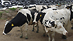 Farming in the USA
