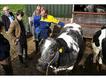 Looking at a farmer's cattle. Photo: Margaret Langdon Hamilton