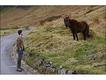 Rory comes across a pony as he goes on foot to meet voters in the area. Photo: Margaret Langdon Hamilton