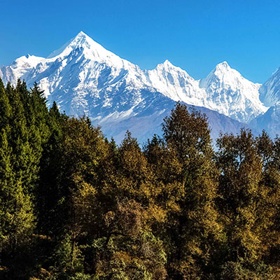 How pine needles can power a community