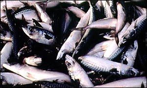 Mackerel