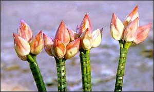 lotus flowers