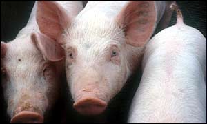 Pigs