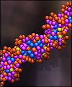 DNA human strand