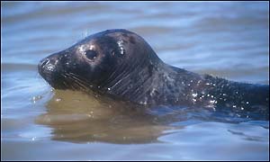 Seal