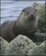 Otters 