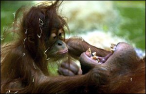 orang utan