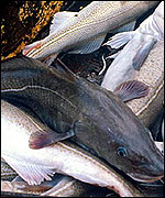 Cod