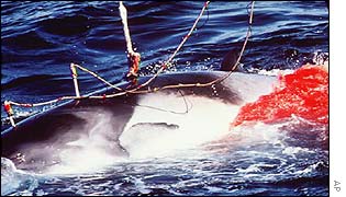 Harpooned whale