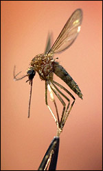GM insect, AP