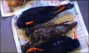 An RSPB video of the birds found in Sly's home