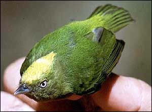 Golden-crowned manakin   Fabio Olmos/BirdLife