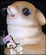 Giant hampster