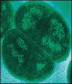 Microbe, BBC