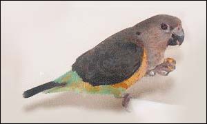 African orange-bellied parrot