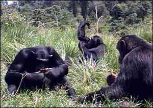 Chimps in wild    TVE