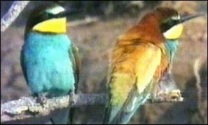 Bee eaters