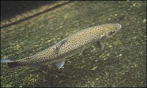 Rainbow trout
