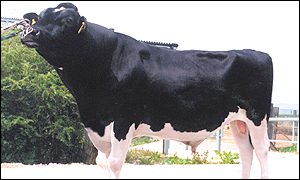 Courier the world's top bull