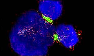 Cells