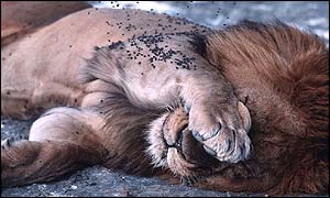 Diseased lion (Photo Craig Packer, copyright Science)