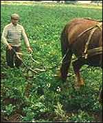 Farm in Russia