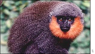 Callicebus bernhardi