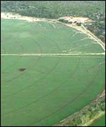 Wheat crop 