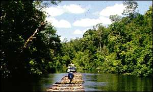 Illegal logging in Kalimantan