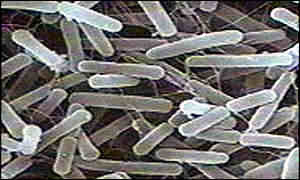 E.coli bacteria