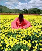 Flower farm