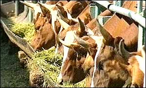 Cows on the Sinkova farm