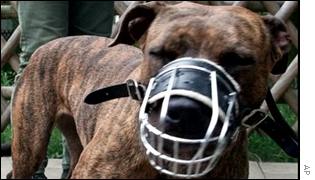 Pit bull terrier