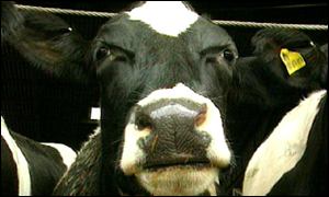 Dairy cow