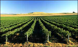 Hill of Hopes Vineyard, Hunter Valley - �Australian Wine Export Council