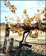 Australian Vineyard