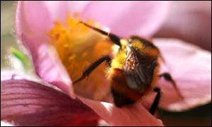A bee lands on a flower