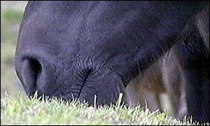 Exmoor pony