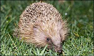Hedgehog