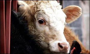 Cow