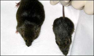 Fat mouse - thin mouse