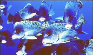 Blue Planet