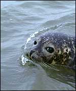 Healthy seal   Science