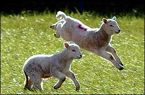 Gambolling lambs   PA