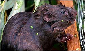 Water vole