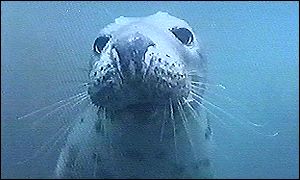 Seal