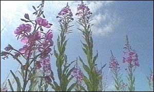 wild flowers