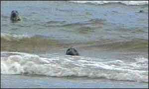 seals