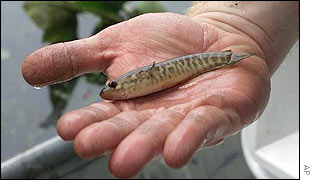 Snakehead