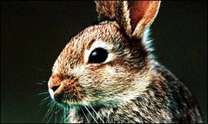 A wild rabbit